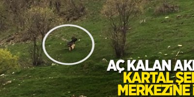 Aç kalan Akbaşlı Kartal şehir merkezine indi