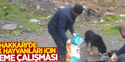 Hakkari’de sokak hayvanları için yemleme çalışması