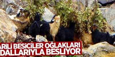 Hakkarili besiciler oğlakları meşe dallarıyla besliyor