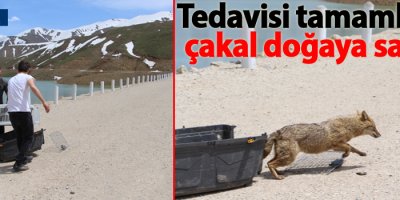 Yüksekova: Tedavisi tamamlanan çakal doğaya salındı