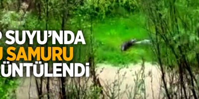 Zap Suyu’nda su samuru görüntülendi
