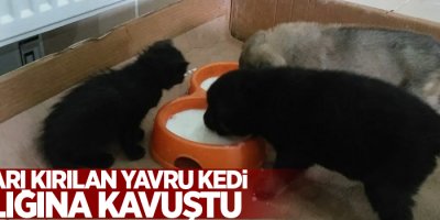 Ayakları kırılan yavru kedi sağlığına kavuştu