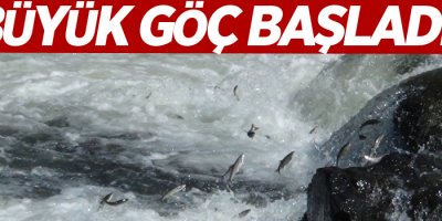 Büyük göç başladı!