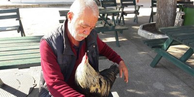 Datça'nın en zengin horozu; Necati