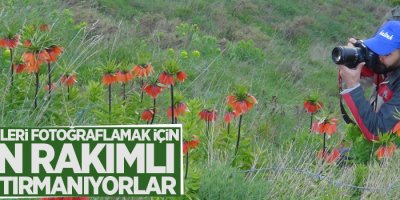 Ters laleleri fotoğraflamak için 2 bin rakımlı dağa tırmanıyorlar