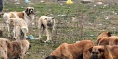 Sokak köpekleri 3 yaşındaki kıza saldırdı