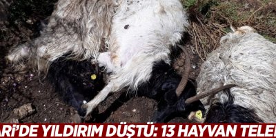 Hakkari’de yıldırım düştü: 13 hayvan telef oldu