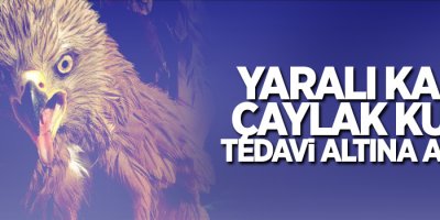 Yaralı Kara Çaylak kuşu tedavi altına alındı