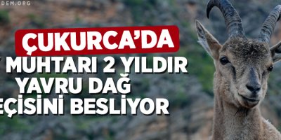 Çukurca'da köy muhtarı 2 yıldır yavru dağ keçisini besliyor