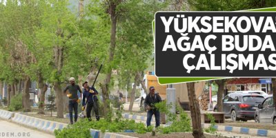 Yüksekova'da ağaç budama çalışması