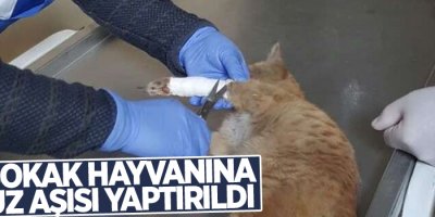 202 sokak hayvanına kuduz aşısı yaptırıldı