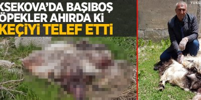 Yüksekova'da başıboş köpekler 18 keçiyi telef etti