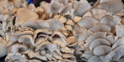 Bilinçsiz mantar tüketimi öldürüyor