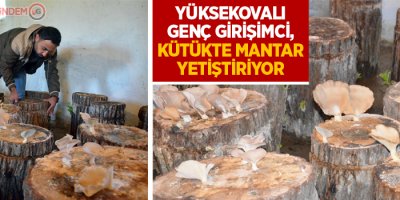 Yüksekovalı Genç girişimci, kütükte mantar yetiştiriyor