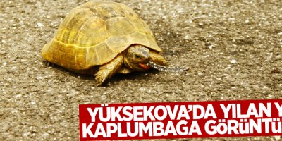 Yüksekova’da yılan yiyen kaplumbağa görüntülendi