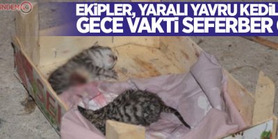 Ekipler, yaralı yavru kediler için gece vakti seferber oldu