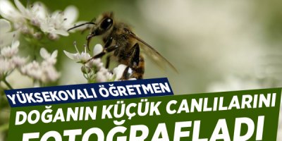Doğanın küçük canlılarını fotoğrafladı