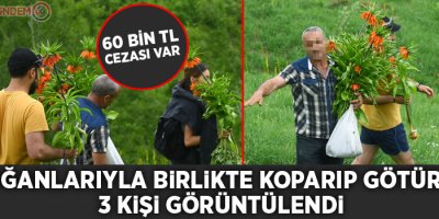 60 bin TL cezası olan laleleri koparıp götürdüler