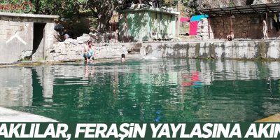 Şırnaklılar, Feraşin yaylasına akın etti