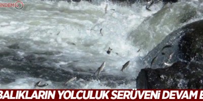 Uçan balıkların yolculuk serüveni devam ediyor