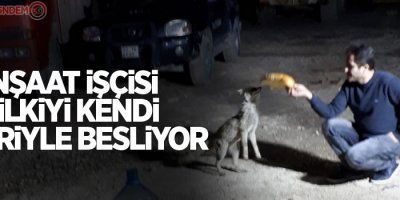 İnşaat işçisi tilkiyi kendi elleriyle besliyor