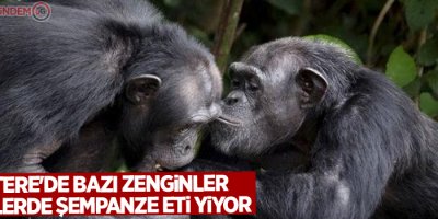 İddia: İngiltere'de bazı zenginler düğünlerde şempanze eti yiyor