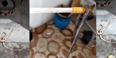 Eve giren yılanlar korkuttu