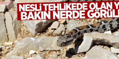 Nesli tehlikede olan yılan Nemrut Dağı'nda görüldü