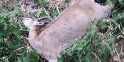 Yüksekova'da silahla vurulmuş dağ keçisi bulundu