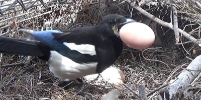 Hırsızı görünce neye uğradığını şaşırdı