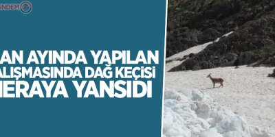 Haziran ayında yapılan kar çalışmasında dağ keçisi görüntülendi