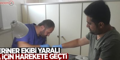 Veteriner ekibi yaralı karga için harekete geçti