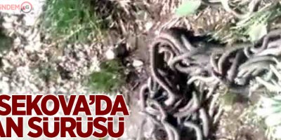Yüksekova’da yılan sürüsü