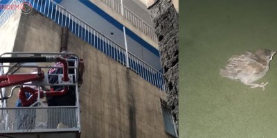 Yuvadan düşen yavru serçeler için seferberlik