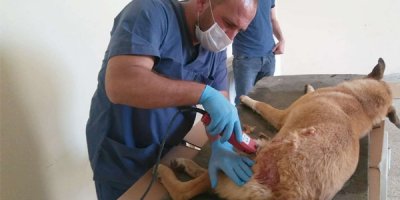 Ayakları kırılan köpek Van’a sevk edildi