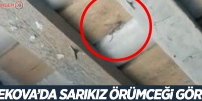 Yüksekova’da sarıkız örümceği görüldü