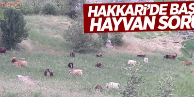 Hakkari’de başıboş hayvan sorunu