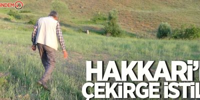 Hakkari’de çekirge istilası