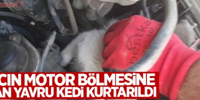 Aracın motor bölmesine sıkışan yavru kedi kurtarıldı