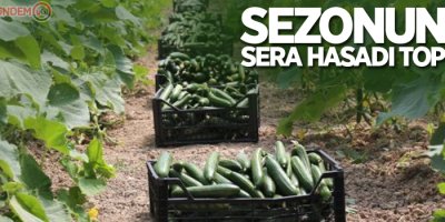 Gürpınar’da sezonun ilk sera hasadı toplandı