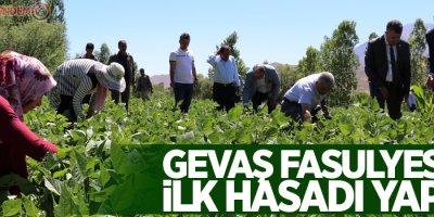 Gevaş fasulyesinin ilk hasadı yapıldı