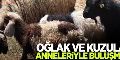 Oğlak ve kuzuların anneleriyle buluşma anı