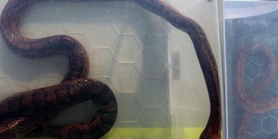 Kayıp piton sahibine kavuştu