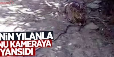 Kedinin yılanla oyunu kameraya yansıdı
