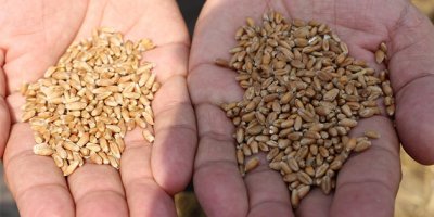 Türk tarımına yeni buğday türleri kazandırılacak