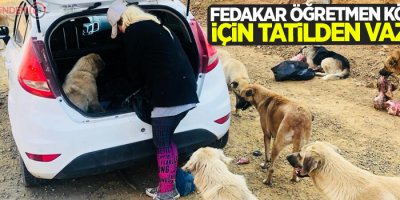 Fedakar öğretmen köpekleri için tatilden vazgeçti