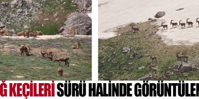 Dağ Keçileri Sürü Halinde görüntülendi