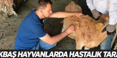 Büyükbaş hayvanlarda hastalık taraması