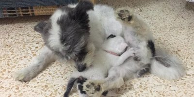 Annesiz kalan yavru kediye köpek annelik yapıyor