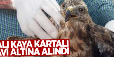 Yaralı kaya kartalı tedavi altına alındı